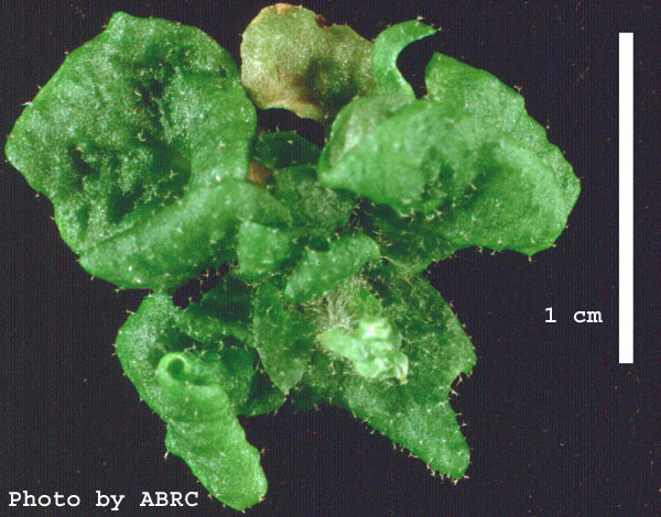 High resolution image of this Arabidopsis plant