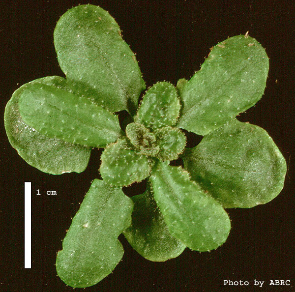 High resolution image of this Arabidopsis plant
