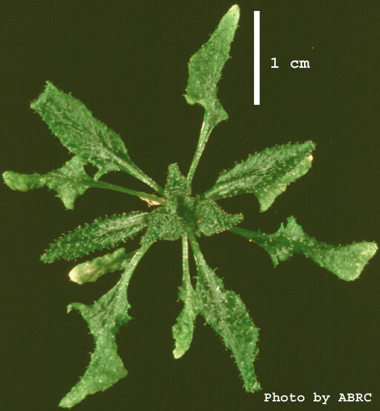 High resolution image of this Arabidopsis plant