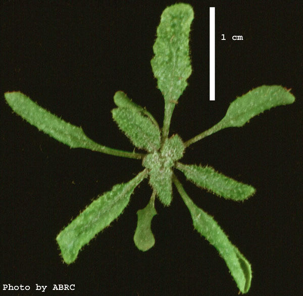 High resolution image of this Arabidopsis plant