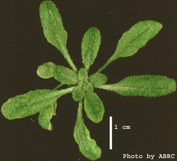High resolution image of this Arabidopsis plant