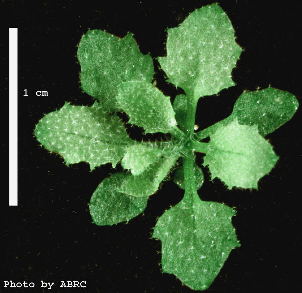 High resolution image of this Arabidopsis plant