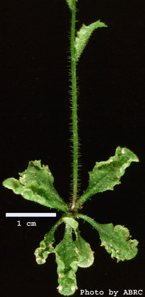 High resolution image of this Arabidopsis plant
