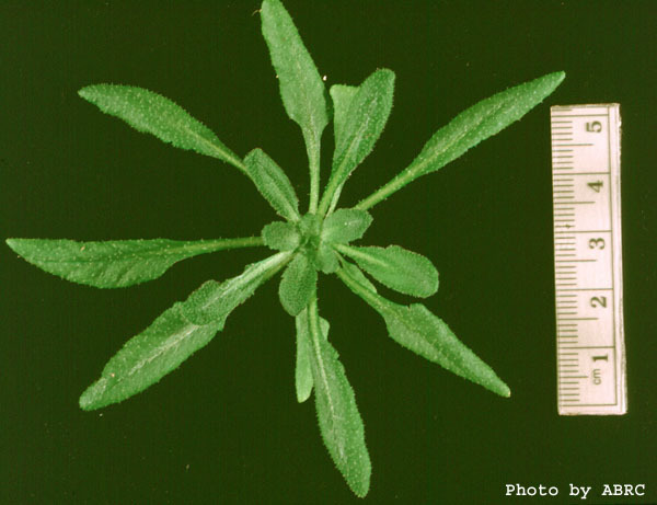 High resolution image of this Arabidopsis plant