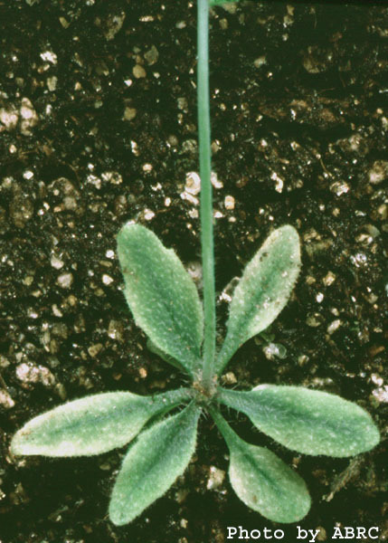 High resolution image of this Arabidopsis plant