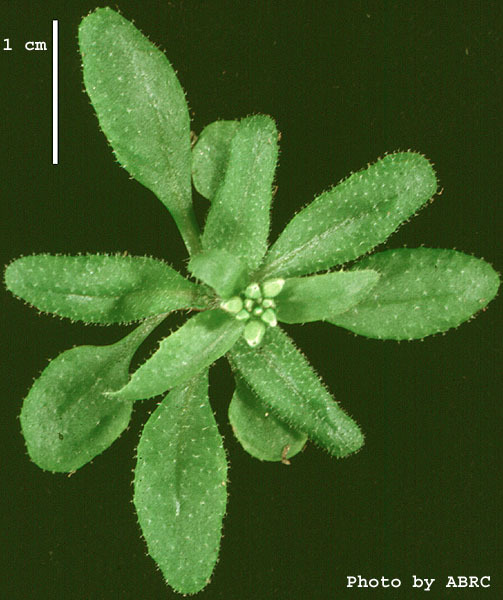 High resolution image of this Arabidopsis plant