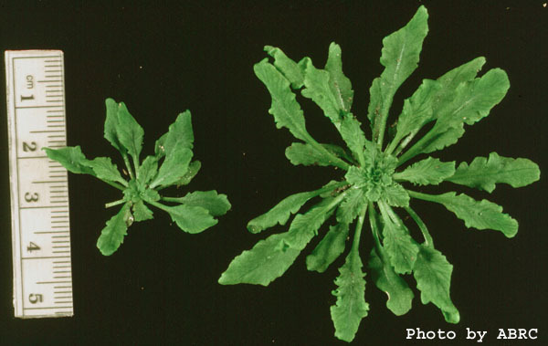 High resolution image of this Arabidopsis plant