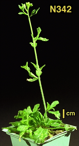 High resolution image of this Arabidopsis plant
