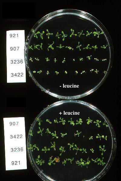 High resolution image of this Arabidopsis plant