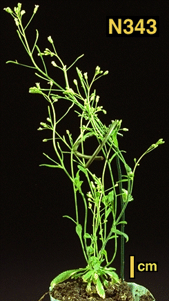 High resolution image of this Arabidopsis plant