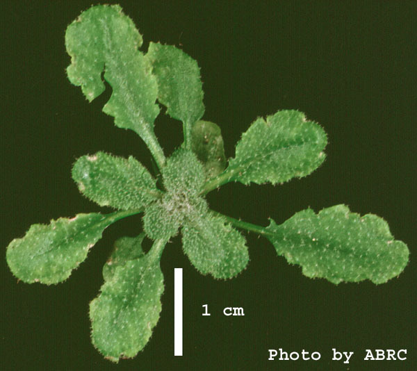 High resolution image of this Arabidopsis plant