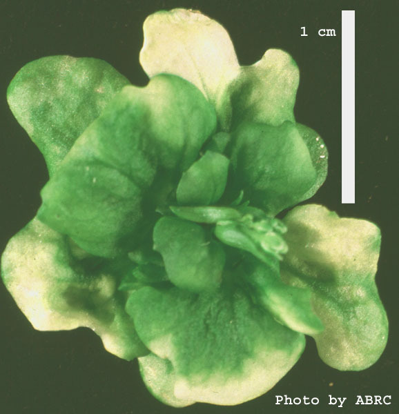 High resolution image of this Arabidopsis plant
