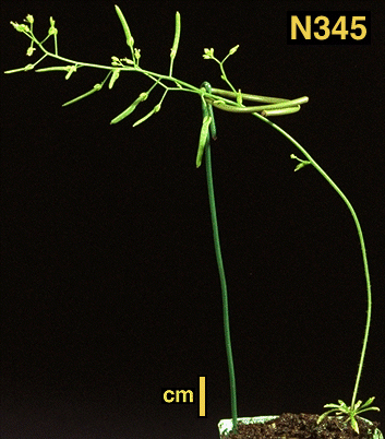 High resolution image of this Arabidopsis plant