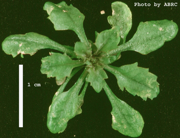 High resolution image of this Arabidopsis plant