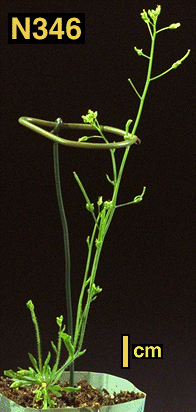 High resolution image of this Arabidopsis plant