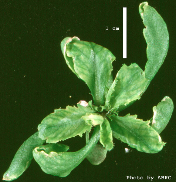High resolution image of this Arabidopsis plant