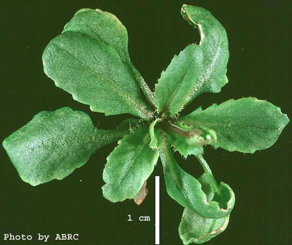 High resolution image of this Arabidopsis plant