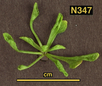 High resolution image of this Arabidopsis plant