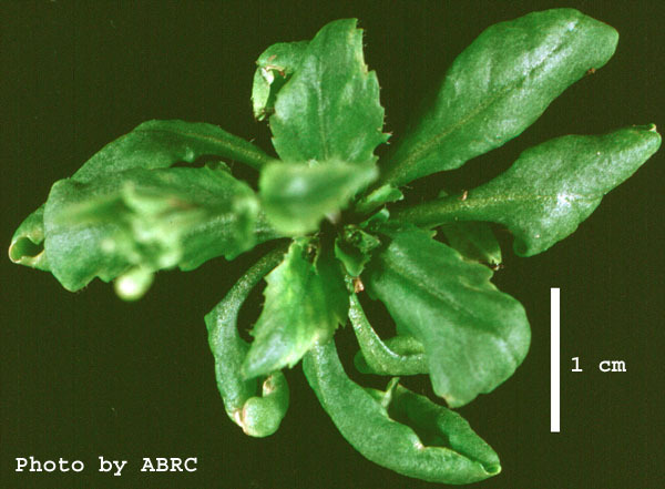 High resolution image of this Arabidopsis plant