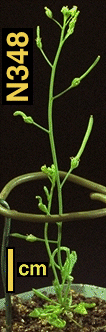 High resolution image of this Arabidopsis plant