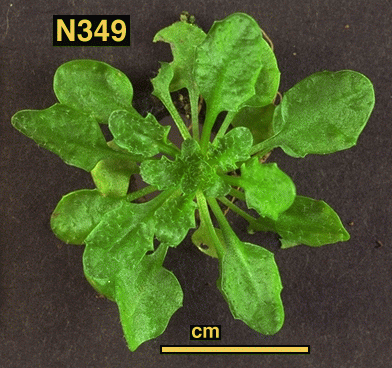 High resolution image of this Arabidopsis plant