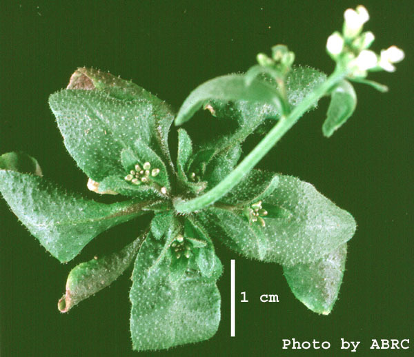 High resolution image of this Arabidopsis plant