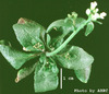 photo of Arabidopsis plant