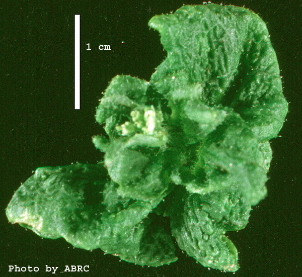 High resolution image of this Arabidopsis plant