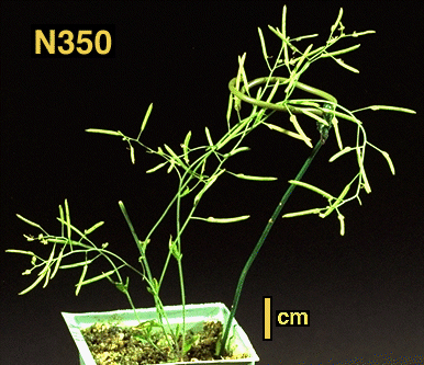 High resolution image of this Arabidopsis plant