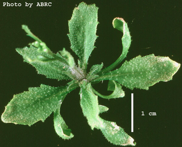 High resolution image of this Arabidopsis plant