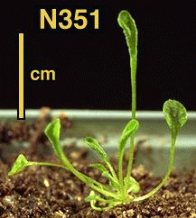 High resolution image of this Arabidopsis plant