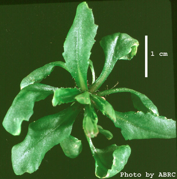 High resolution image of this Arabidopsis plant