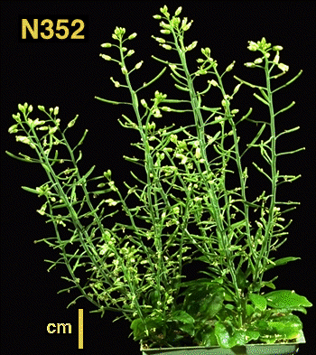 High resolution image of this Arabidopsis plant