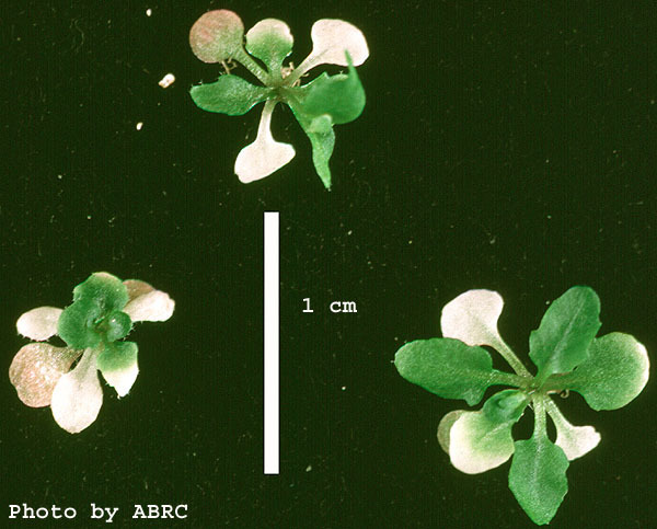 High resolution image of this Arabidopsis plant
