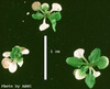 photo of Arabidopsis plant