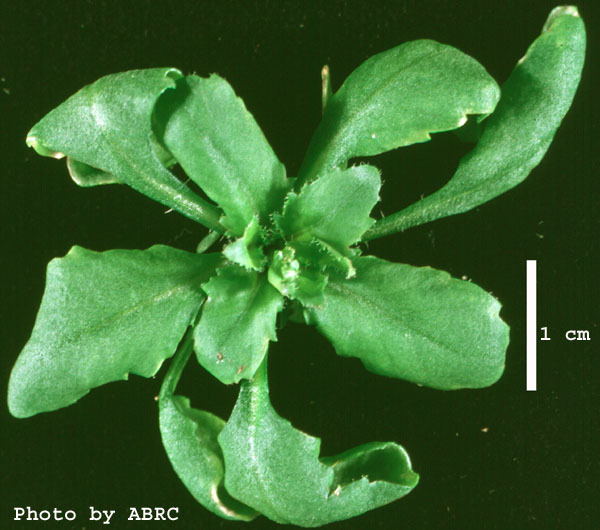 High resolution image of this Arabidopsis plant