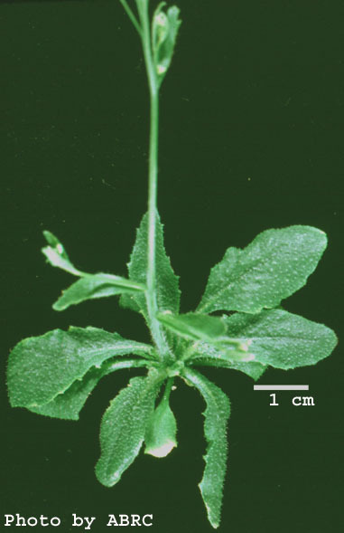 High resolution image of this Arabidopsis plant
