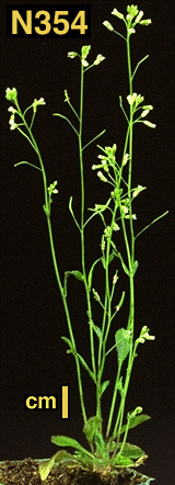 High resolution image of this Arabidopsis plant