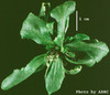 photo of Arabidopsis plant