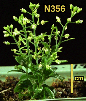High resolution image of this Arabidopsis plant