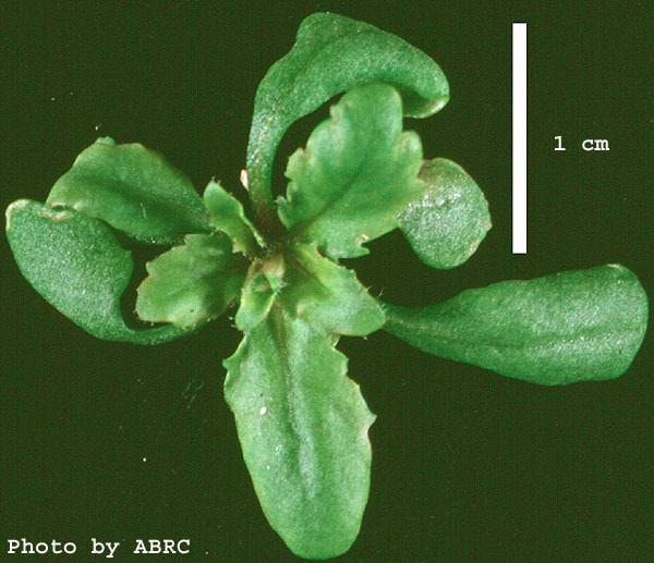High resolution image of this Arabidopsis plant