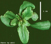 photo of Arabidopsis plant