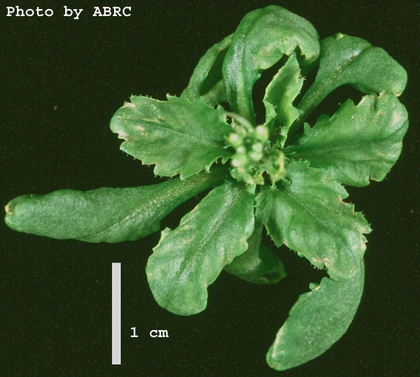 High resolution image of this Arabidopsis plant