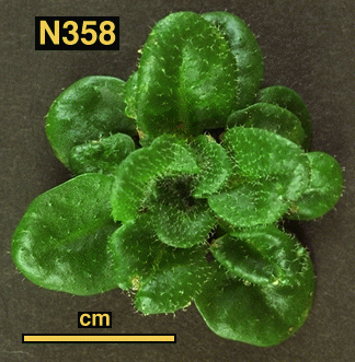 High resolution image of this Arabidopsis plant