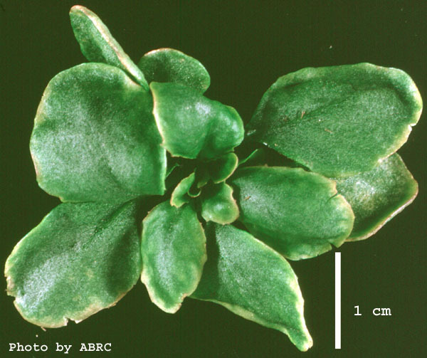 High resolution image of this Arabidopsis plant