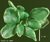 photo of Arabidopsis plant