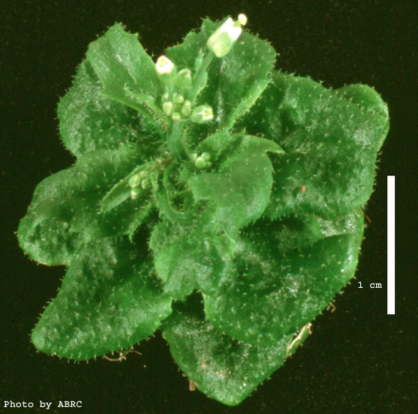 High resolution image of this Arabidopsis plant