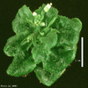 photo of Arabidopsis plant
