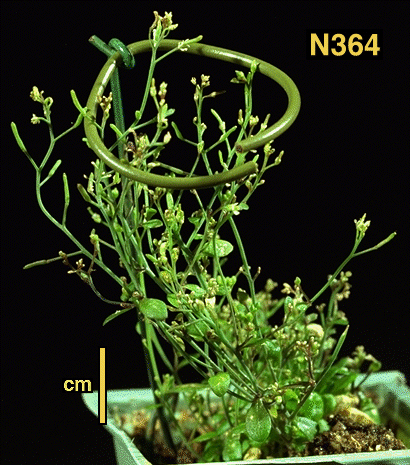 High resolution image of this Arabidopsis plant