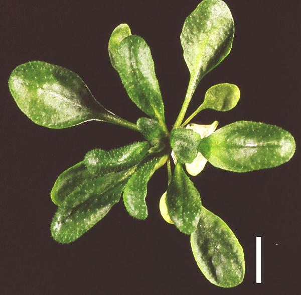 High resolution image of this Arabidopsis plant